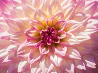 Dahlia