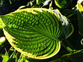 hosta