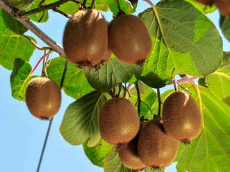 Kiwi